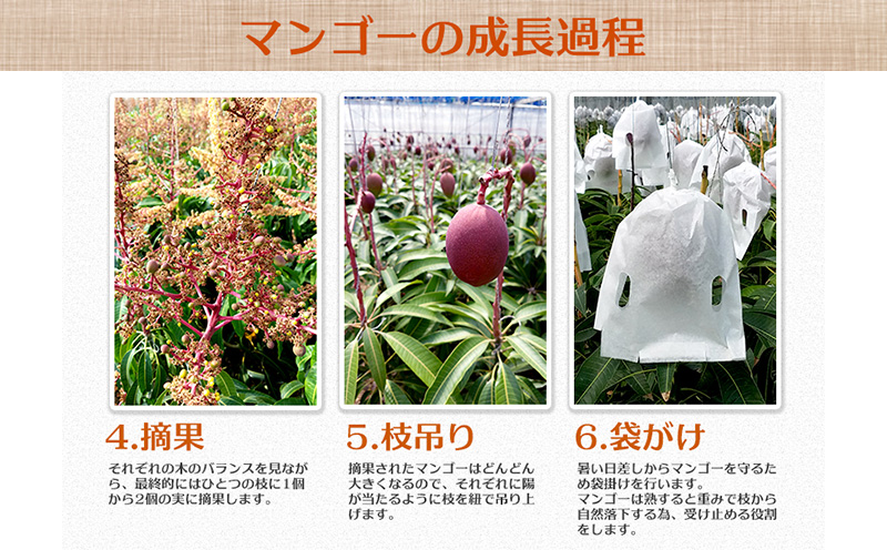 【2026年発送】県知事賞受賞　サンフルーツ糸満　マンゴー秀品　約2kg 産地直送 先行予約 フルーツ 果物 くだもの アップルマンゴー アップル アーウィン種 濃厚 デザート 贅沢 旬の果物 甘い おすすめ プレゼント 贈答 冷蔵 国産 沖縄 沖縄県産