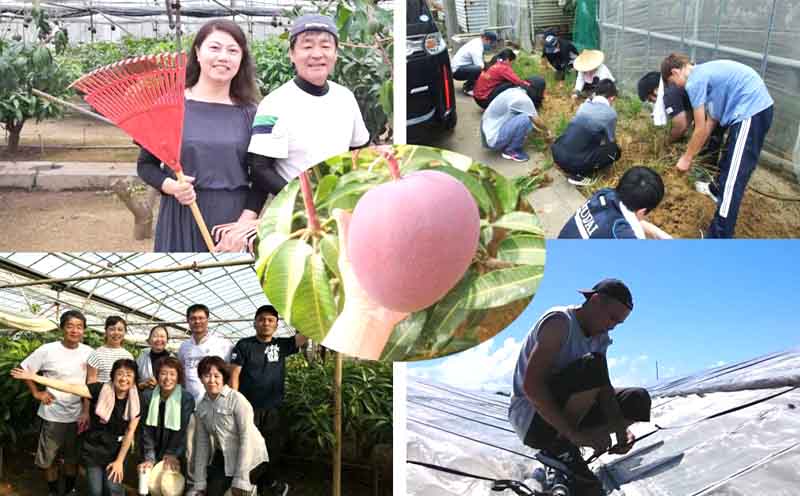 【2026年発送】　宜野座村産キーツマンゴー「マンゴーの丘」家庭用　約2kg フルーツ 甘い 美味しい 特徴 香り お取り寄せ Mango デザート 大きい 希少 贈り物 ビタミン おすすめ 贅沢 栄養価 国産 沖縄県 人気 産地直送 送料無料