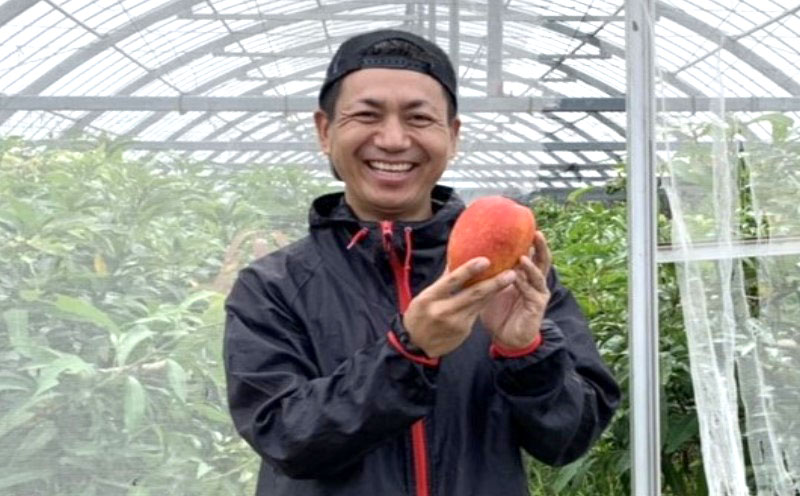 【2026年発送】仲間農園のお楽しみ（家庭用）完熟マンゴー約1kg（2～4玉） アーウィン 果物 甘い 夏 濃厚 ギフト Mango ランキング 完熟 お気に入り 収穫 人気 甘味 フルーツ 沖縄県 先行予約 食品 デザート 産地直送 送料無料