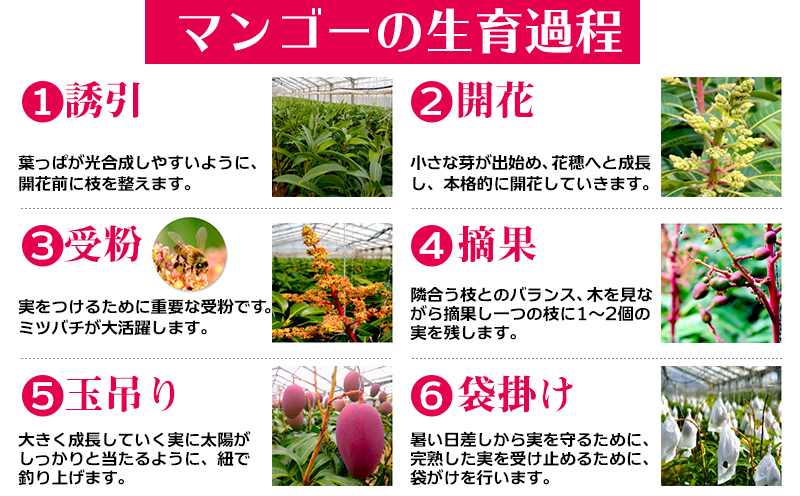 【2026年発送】サンライズファームのご自宅用マンゴー約2kg(4～6玉) アーウィン 果物 甘い 夏 濃厚 ギフト Mango ランキング 完熟 お気に入り 収穫 人気 甘味 フルーツ 沖縄県 国産 食品 デザート 産地直送 宜野座村