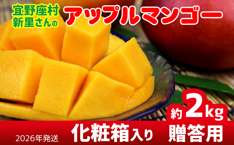 【2026年発送】宜野座村の新里守清さんのアップルマンゴー贈答用（約2kg） アーウィン マンゴー 甘い 夏 濃厚 お取り寄せ 贈り物 ランキング 完熟 お気に入り 美味しい 人気 おすすめ フルーツ 沖縄県 南国 産地直送 デザート 果物 宜野座村