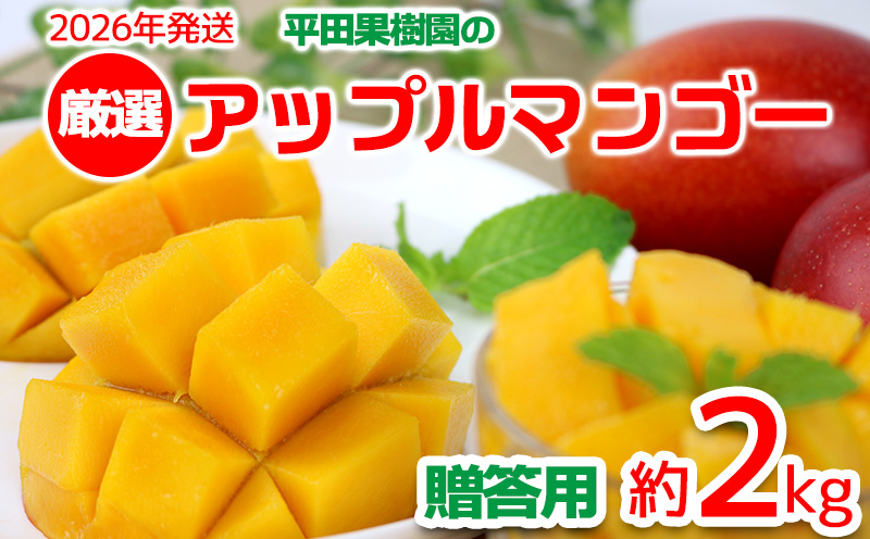 【2026年発送】平田果樹園の厳選アップルマンゴー贈答用（約2kg） アーウィン 果物 甘い 夏 濃厚 ギフト Mango ランキング 完熟 お気に入り 美味しい 人気 おすすめ フルーツ 沖縄県 先行予約 食品 デザート 産地直送 送料無料