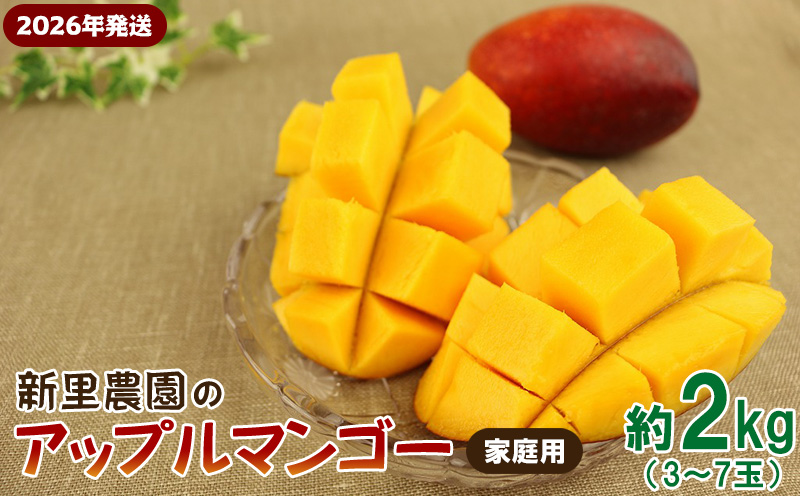 【2026年発送】新里農園のアップルマンゴー家庭用（約2kg） 農家さん直送 アーウィン 果物 甘い 夏 濃厚 ギフト Mango ランキング 完熟 お気に入り 収穫 人気 フルーツ 沖縄県 先行予約 デザート 甘味 産地直送 送料無料
