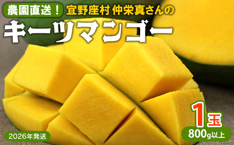 【2026年発送】農園直送！宜野座村　仲栄真さんのキーツマンゴー1玉（800g以上） フルーツ 甘い 美味しい 特徴 香り お取り寄せ Mango ランキング 大きい 希少 贈り物 ビタミン おすすめ 贅沢 栄養価 国産 沖縄県 人気 産地直送 送料無料