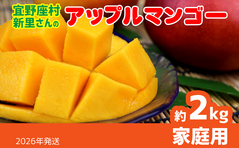 【2026年発送】宜野座村の新里守清さんのアップルマンゴー家庭用（約2kg） アーウィン 果物 甘い 夏 濃厚 ギフト Mango ランキング 完熟 お気に入り 美味しい 人気 おすすめ フルーツ 沖縄県 先行予約 食品 人気 産地直送 送料無料
