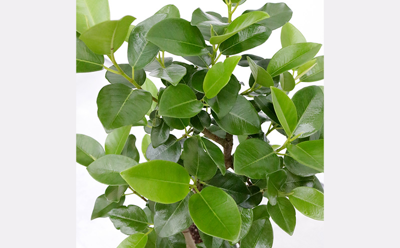 ★【沖縄の観葉植物】人気のフィカス フランスゴム6号 ラスターポット インテリアグリーン ゴムの木 ゴムノキ ガーデン 風水 鉢植え 癒し 成長記録 趣味 専門店 生活 オフィス おすすめ 暮らし おしゃれ 南国 日光 水やり お祝い 送料無料
