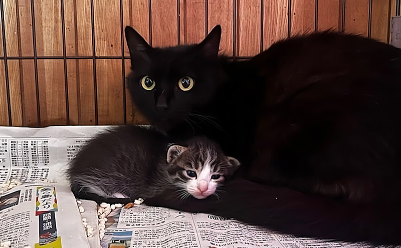 【お礼の品なし】沖縄県金武町でネコを救う　保護猫活動などをサポート（1万円） ねこ 地域猫 保護活動 支援 応援 動物愛護 地域猫 寄付のみ 思いやり 助ける 命 救助 感謝 お世話 沖縄県 南国 動物福祉 ペット 幸せ 活動