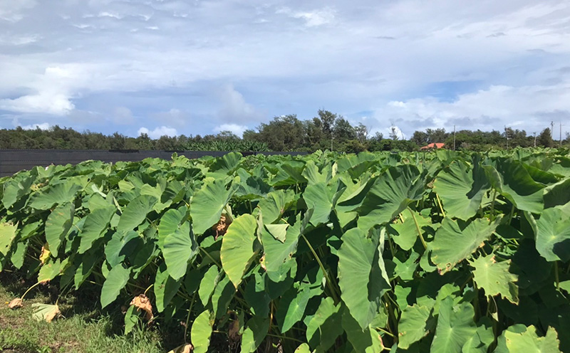 金武町特産「笑う芋」田芋（ターンム） 伝統食材 美味しい 自然 風味 地産 特産品 国産 料理 和食 お気に入り 美味しい ヘルシー 地元愛 懐かしさ 沖縄県 丁寧な栽培 食品 人気 産地直送 送料無料
