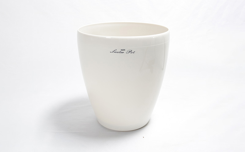 ★【沖縄の観葉植物】人気のフィカス フランスゴム6号 ラスターポット インテリアグリーン ゴムの木 ゴムノキ ガーデン 風水 鉢植え 癒し 成長記録 趣味 専門店 生活 オフィス おすすめ 暮らし おしゃれ 南国 日光 水やり お祝い 送料無料