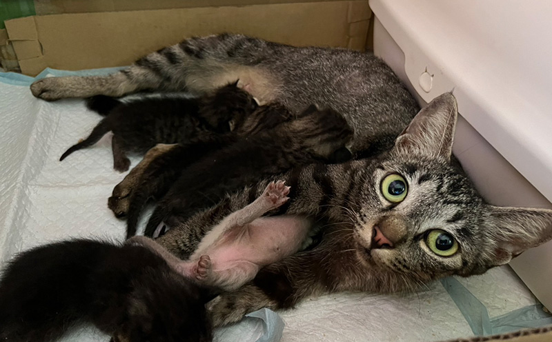 【お礼の品なし】沖縄県金武町でネコを救う　保護猫活動などをサポート（1万円） ねこ 地域猫 保護活動 支援 応援 動物愛護 地域猫 寄付のみ 思いやり 助ける 命 救助 感謝 お世話 沖縄県 南国 動物福祉 ペット 幸せ 活動