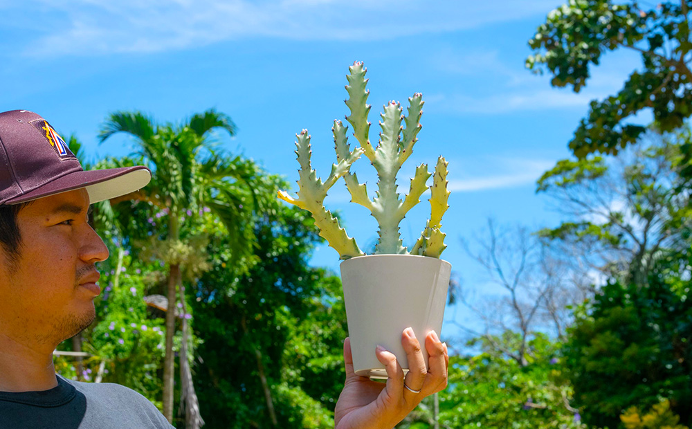 【ANDES farm.】沖縄育ち 良型ホワイトゴースト ユーフォルビア ホワイトゴースト 観葉植物 多肉植物 珍奇植物 白色 白い幽霊 希少 育てやすい 4号 35cm インテリア おしゃれ 人気 お祝い