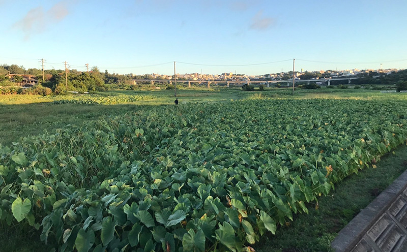 金武町特産「笑う芋」田芋（ターンム） 伝統食材 美味しい 自然 風味 地産 特産品 国産 料理 和食 お気に入り 美味しい ヘルシー 地元愛 懐かしさ 沖縄県 丁寧な栽培 食品 人気 産地直送 送料無料