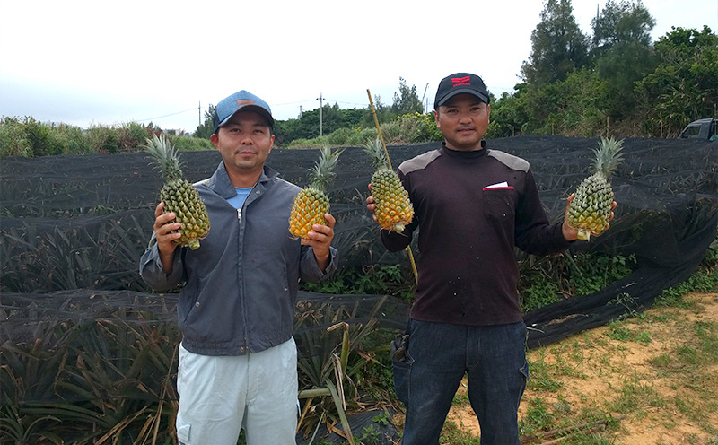 2026年発送【数量限定】ひとくちぼれ 金武町のすぐりむん（極上）パイン 3玉 パイナップル ぱいなっぷる パインアップル ぱいんあっぷる 国産 ギフト ボゴール スナック パイン 夏 贈答品 贈り物 プレゼント フレッシュ 土産 お取り寄せ フルーツ 果物 沖縄 金武町