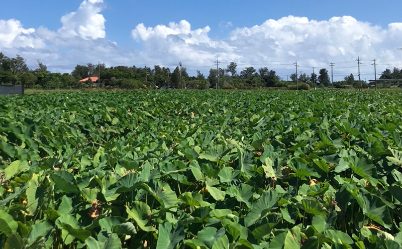金武町特産「笑う芋」田芋（ターンム） 伝統食材 美味しい 自然 風味 地産 特産品 国産 料理 和食 お気に入り 美味しい ヘルシー 地元愛 懐かしさ 沖縄県 丁寧な栽培 食品 人気 産地直送 送料無料