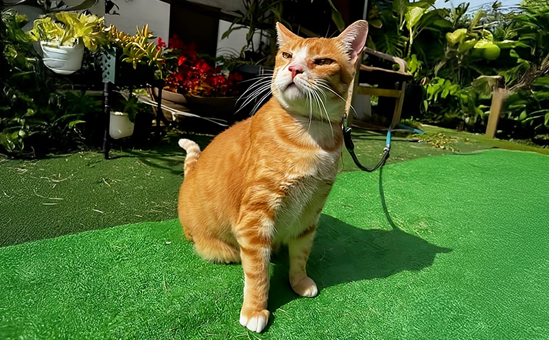 【お礼の品なし】沖縄県金武町でネコを救う　保護猫活動などをサポート（1万円） ねこ 地域猫 保護活動 支援 応援 動物愛護 地域猫 寄付のみ 思いやり 助ける 命 救助 感謝 お世話 沖縄県 南国 動物福祉 ペット 幸せ 活動