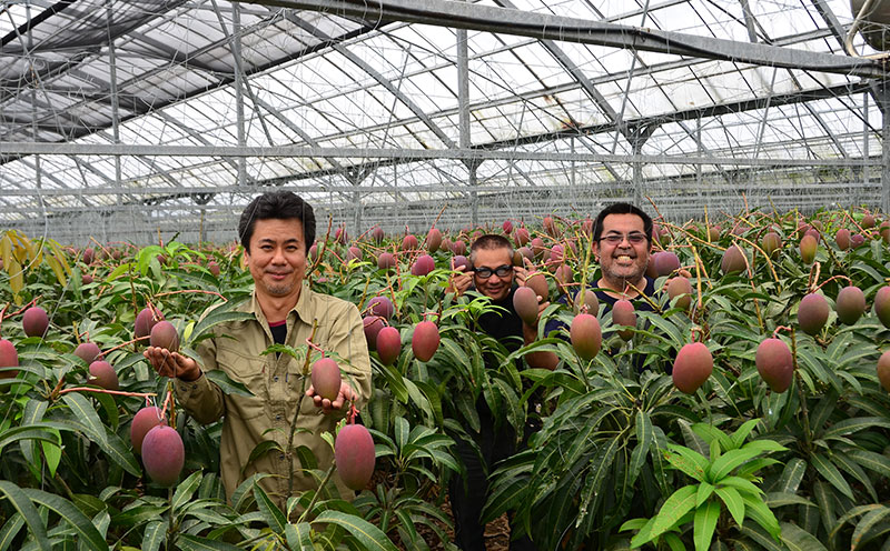 【2026年発送】金武町のアップルマンゴー◆贈答用◆2kg以上（4～6玉） アーウィン 果物 甘い 夏 濃厚 ギフト Mango ランキング 完熟 お気に入り 収穫 人気 甘味 フルーツ 沖縄県 先行予約 食品 デザート 産地直送 送料無料