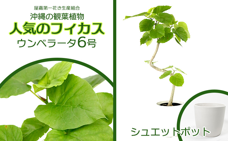 ★【沖縄の観葉植物】人気のフィカス ウンベラータ6号 シュエット鉢ポット インテリアグリーン ゴムの木 ゴムノキ ガーデン 風水 鉢植え 癒し 成長記録 趣味 専門店 生活 オフィス おすすめ 暮らし おしゃれ 南国 日光 水やり お祝い 送料無料