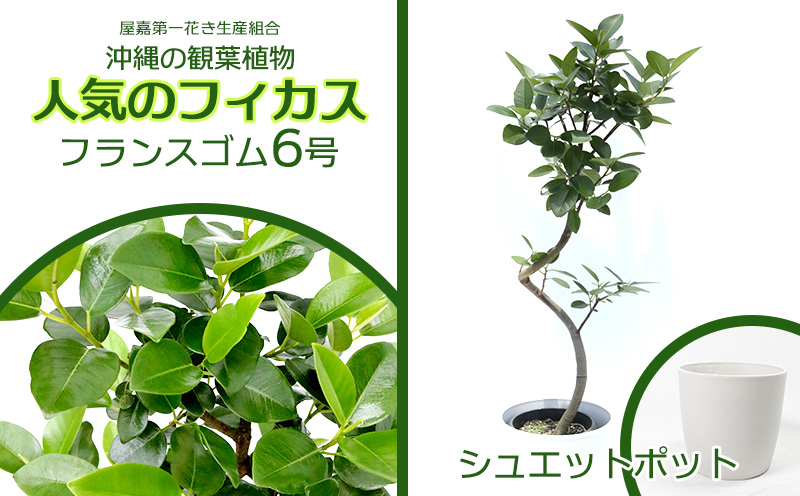 ★【沖縄の観葉植物】人気のフィカス フランスゴム6号 シュエット鉢ポット インテリアグリーン ゴムの木 ゴムノキ ガーデン 風水 鉢植え 癒し 成長記録 趣味 専門店 生活 オフィス おすすめ 暮らし おしゃれ 南国 日光 水やり お祝い 送料無料
