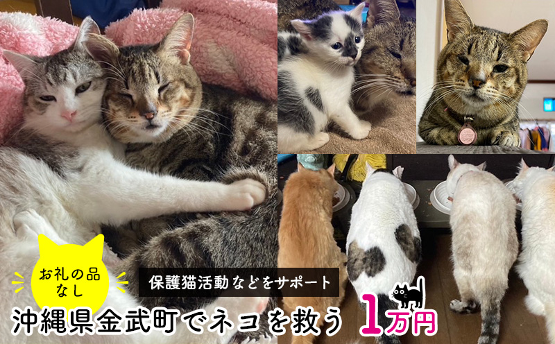【お礼の品なし】沖縄県金武町でネコを救う　保護猫活動などをサポート（1万円） ねこ 地域猫 保護活動 支援 応援 動物愛護 地域猫 寄付のみ 思いやり 助ける 命 救助 感謝 お世話 沖縄県 南国 動物福祉 ペット 幸せ 活動
