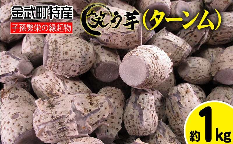 金武町特産「笑う芋」田芋（ターンム） 伝統食材 美味しい 自然 風味 地産 特産品 国産 料理 和食 お気に入り 美味しい ヘルシー 地元愛 懐かしさ 沖縄県 丁寧な栽培 食品 人気 産地直送 送料無料
