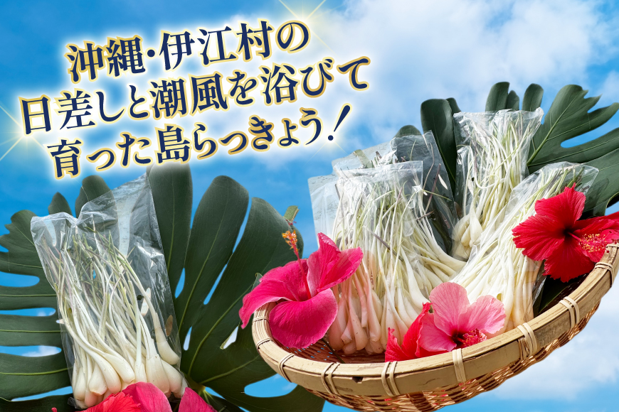 【期間限定発送】 島らっきょう 生 皮むき 250g 2袋 計 500g [ミュージアム 沖縄県 伊江村 ie47bde230012] 沖縄 おつまみ らっきょう 国産