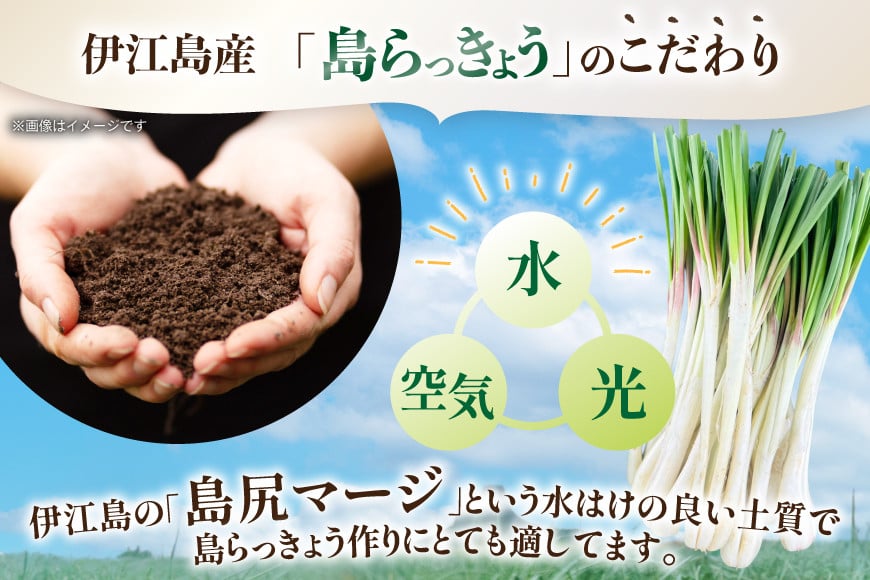 【期間限定発送】島らっきょう 約 4kg [畑シンカ 沖縄県 伊江村 ie47bde250001] 島ラッキョウ しまらっきょう 野菜 やさい 浅漬け 漬物 らっきょうみそ