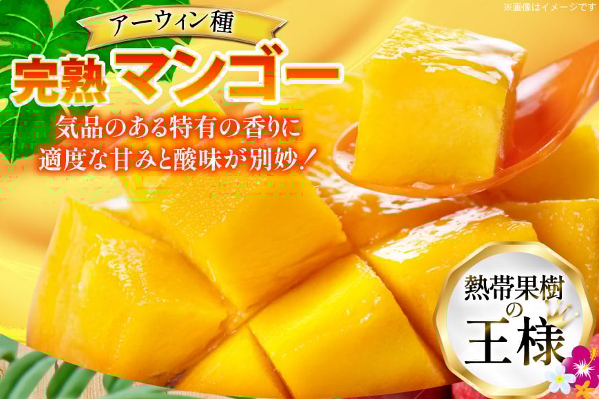 【期間限定発送】 家庭用 マンゴー (アーウィン種) 約 2kg (4～6玉) [伊江村マンゴー部会 沖縄県 伊江村 ie47bde320011] 沖縄 フルーツ 果物 甘い 夏 濃厚 Mango 果物 果実 くだもの