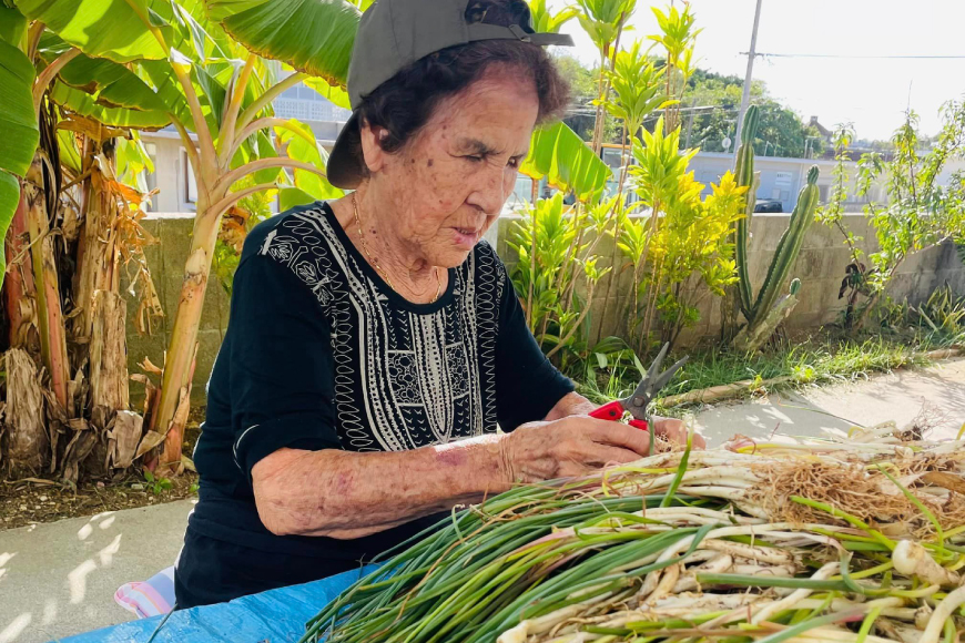 らっきょう 島らっきょうの甘酢漬け 100g 10個 [NOGUS 沖縄県 伊江村 ie47bde420001] 島らっきょう 甘酢漬け