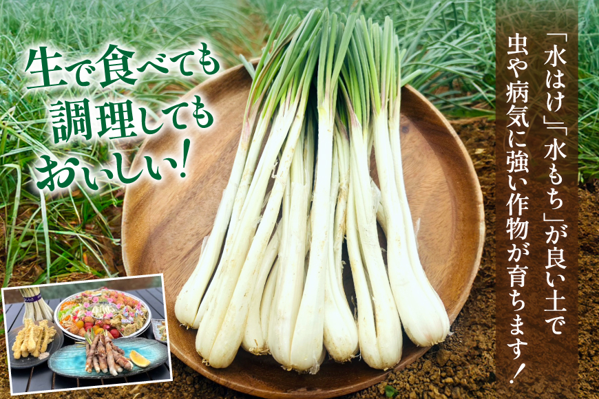 伊江島産島らっきょう 5kg ※只今の時期は葉なしです。(ラッキョウ あて