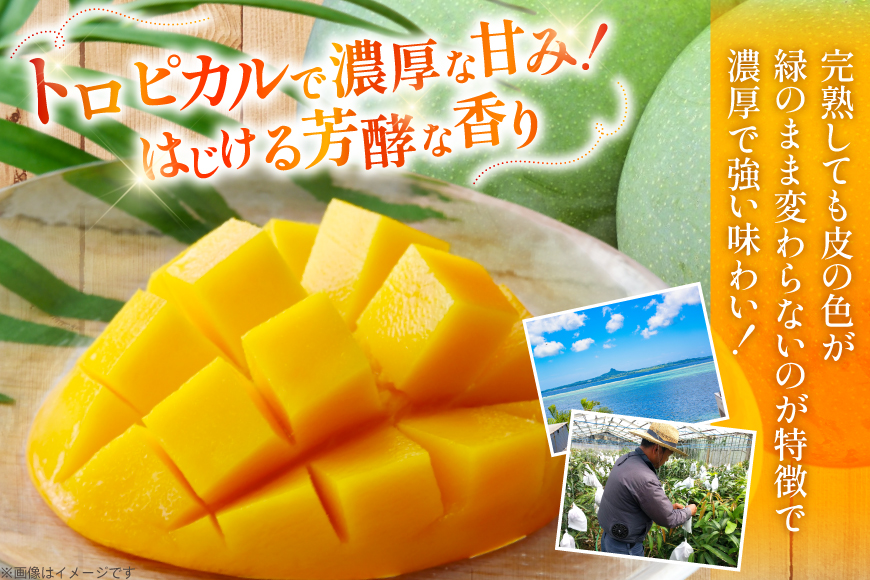 【期間限定発送】 キーツ マンゴー 秀品 約 2kg (2～3玉) [伊江村マンゴー部会 沖縄県 伊江村 ie47bde320009] キーツマンゴー 沖縄 フルーツ 果物 甘い 夏 濃厚 Mango 果物 果実 くだもの
