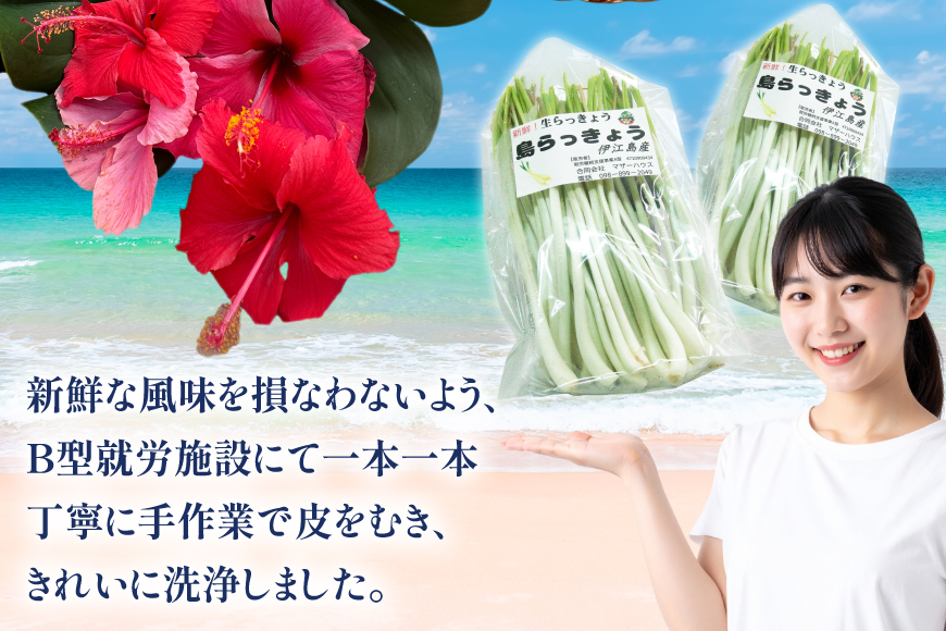 【期間限定発送】 島らっきょう 生 皮むき 250g 2袋 計 500g [ミュージアム 沖縄県 伊江村 ie47bde230012] 沖縄 おつまみ らっきょう 国産
