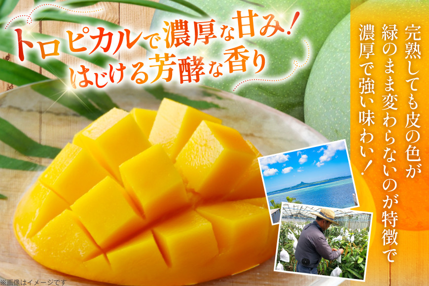 【期間限定発送】 家庭用 キーツ マンゴー 約 2kg (2～3玉) [伊江村マンゴー部会 沖縄県 伊江村 ie47bde320000] キーツマンゴー 沖縄 フルーツ 果物 甘い 夏 濃厚 Mango 果物 果実 くだもの