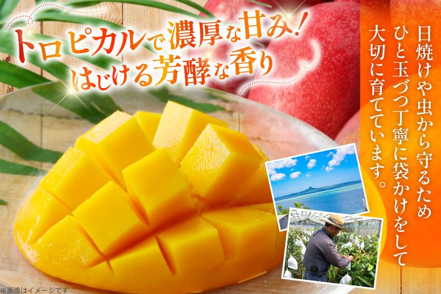 【期間限定発送】 完熟 マンゴー (アーウィン種) 約 1kg (2～3玉) [伊江村マンゴー部会 沖縄県 伊江村 ie47bde320012] 沖縄 フルーツ 果物 甘い 夏 濃厚 Mango 果物 果実 くだもの