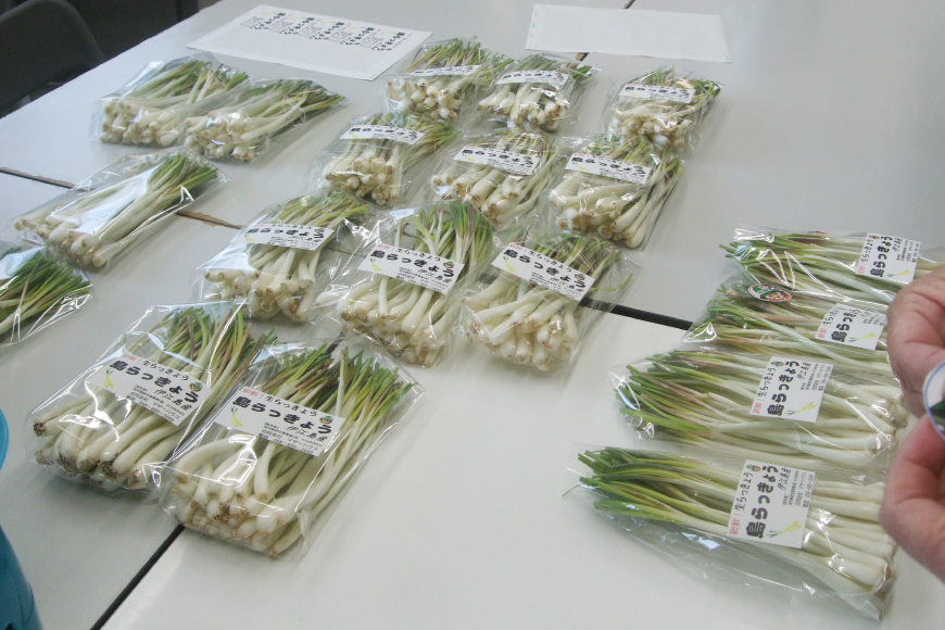 【期間限定発送】島らっきょう 生 皮むき 250g 4袋 計 1kg [ミュージアム 沖縄県 伊江村 ie47bde230011] 沖縄 おつまみ らっきょう 国産