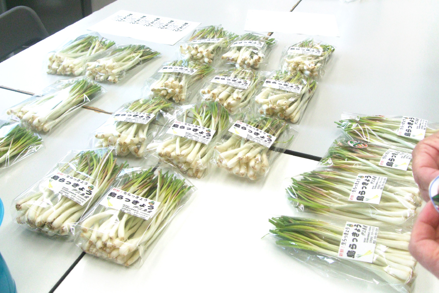 【期間限定発送】 島らっきょう 生 皮むき 250g 2袋 計 500g [ミュージアム 沖縄県 伊江村 ie47bde230012] 沖縄 おつまみ らっきょう 国産