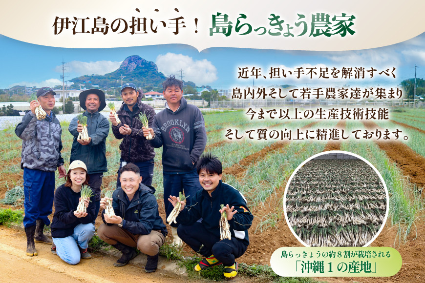 【期間限定発送】島らっきょう 生 約 1kg [畑シンカ 沖縄県 伊江村 ie47bde250000] 島ラッキョウ しまらっきょう 野菜 やさい 浅漬け 漬物 らっきょうみそ