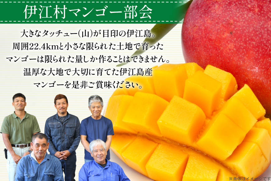 【期間限定発送】 完熟 マンゴー (アーウィン種) 約 1kg (2～3玉) [伊江村マンゴー部会 沖縄県 伊江村 ie47bde320012] 沖縄 フルーツ 果物 甘い 夏 濃厚 Mango 果物 果実 くだもの