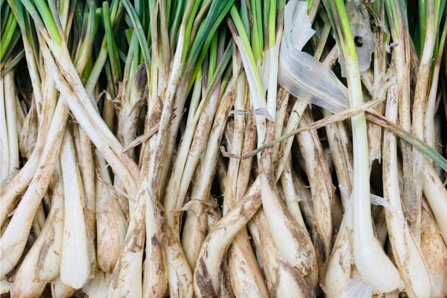 らっきょう 伊江島のらっきょうキムチ 100g 6個 [NOGUS 沖縄県 伊江村 ie47bde420000] キムチ 島らっきょう