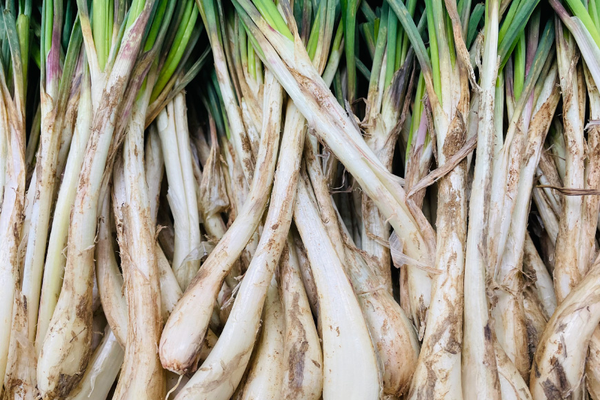 島らっきょう 沖縄 甘酢漬け 100g 2個 セット [NOGU's  沖縄県 伊江村 ie47bde420011] らっきょう おつまみ 伊江島