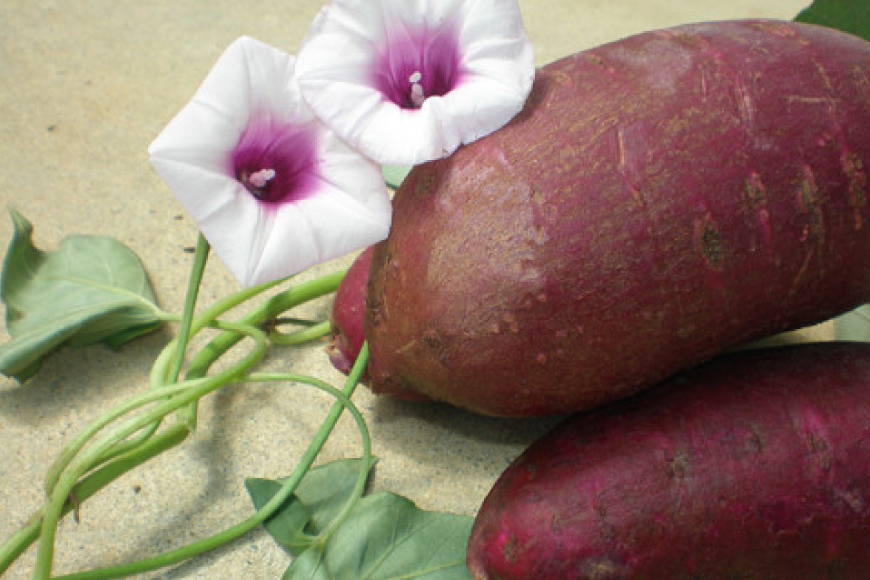 紅芋菓子 セット チップス 4袋 かりんとう 6袋 [伊江島物産センター 沖縄県 伊江村 ie47bde210054] 紅芋 紅芋カリカリ 香ばしい 食感 濃厚な