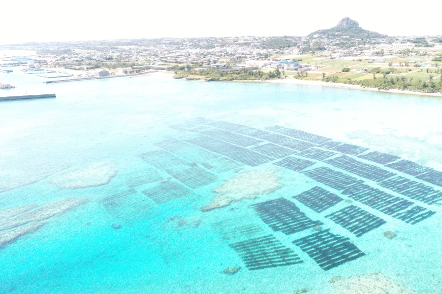 もずく 伊江島産 生もずく 冷凍 12パック [伊江漁業 沖縄県 伊江村 ie47bde290000] 天然 フコイダン 自然 水雲 海藻 モズク 海 料理