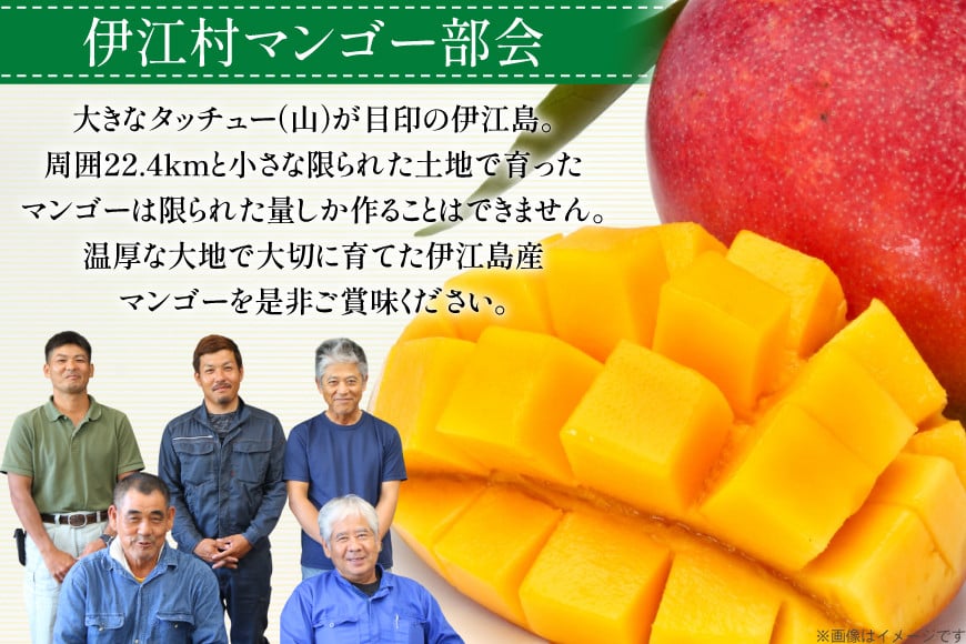 【期間限定発送】 家庭用 マンゴー (アーウィン種) 約 2kg (4～6玉) [伊江村マンゴー部会 沖縄県 伊江村 ie47bde320011] 沖縄 フルーツ 果物 甘い 夏 濃厚 Mango 果物 果実 くだもの