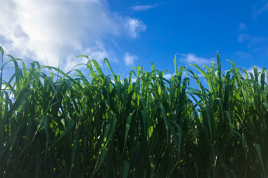 黒糖 おきなわ黒糖 防災缶 3缶 セット [沖縄ビエント 沖縄県 伊江村 ie47bix880000] 黒砂糖 沖縄 お菓子 おやつ防災 防災食 非常食 常備 常備食 災害 ローリングストック