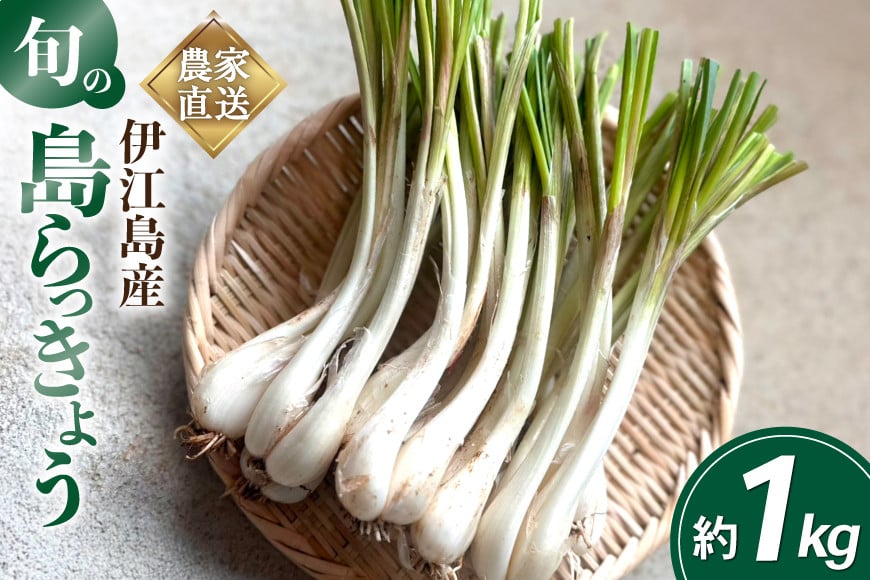 【期間限定発送】島らっきょう 生 約 1kg [畑シンカ 沖縄県 伊江村 ie47bde250000] 島ラッキョウ しまらっきょう 野菜 やさい 浅漬け 漬物 らっきょうみそ