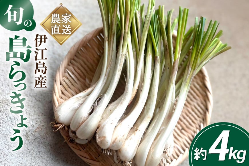 【期間限定発送】島らっきょう 約 4kg [畑シンカ 沖縄県 伊江村 ie47bde250001] 島ラッキョウ しまらっきょう 野菜 やさい 浅漬け 漬物 らっきょうみそ