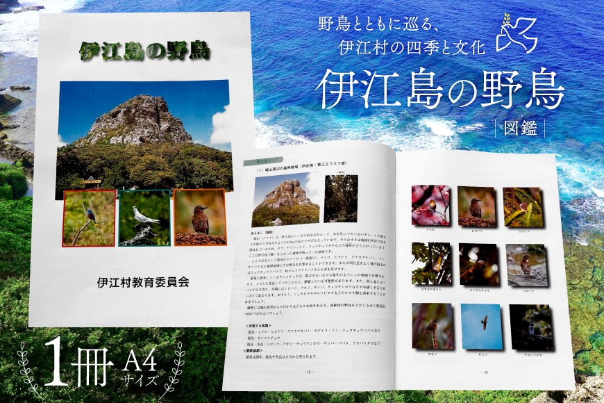図鑑 伊江島の野鳥 1冊 [伊江村教育委員会 沖縄県 伊江村 ie47bde310000] 本 書籍 教育 野鳥図鑑 野鳥 鳥