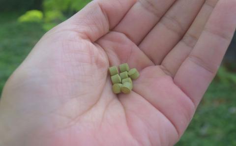 奇跡の植物＜モリンガ＞タブレット（5個セット） ☆ お手軽 持ち歩きに 読谷村産 飲みやすい 沖縄