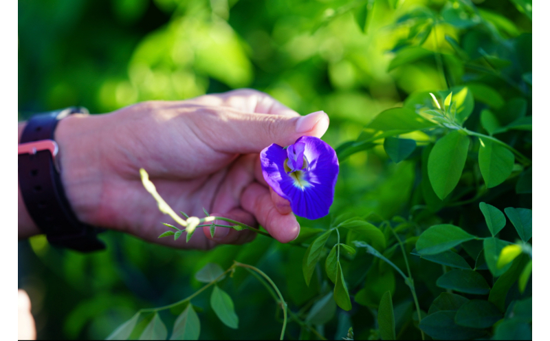 【SUNSET FARM OKINAWA】オーガニックバタフライピー(10g入り)x3袋