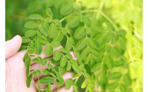 【沖縄ウスリファーム】よみたんモリンガ青汁とパウダー＜各1点＞