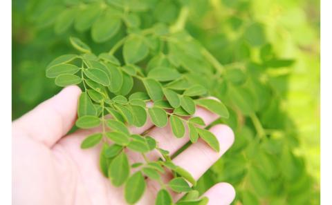 【沖縄ウスリファーム】モリンガ茶ティーパック（大）・タブレット（各3袋）